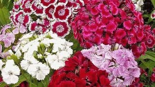 HÜSNÜ YUSUF ÇİÇEĞİ TOHUMU ( ÇİN KARANFİLİ ) NASIL EKİLİR / KOLAY ÇİMLENDİRME YÖNTEMİ ✅️