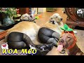 Funny Dogs Scares Of Ordinary Things 🐶 Cute And Funny Dogs Reactions - Woa mew #woa mew