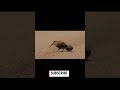 делай туц туц туц... и будет все ) #funny #memes #animals