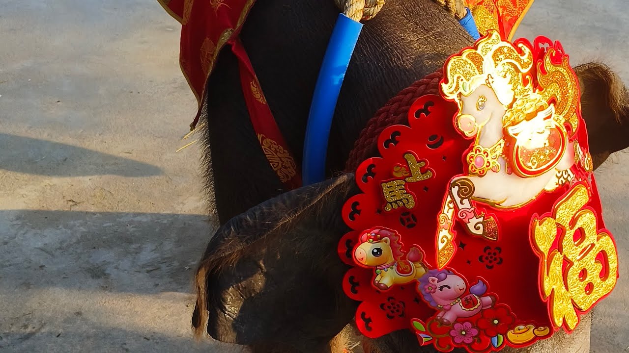 พลาย เลิศลักษณ์ มั่งมีจะลอดท้องให้แม่นัท