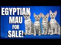 Egyptian Mau for Sale! の動画、YouTube動画。