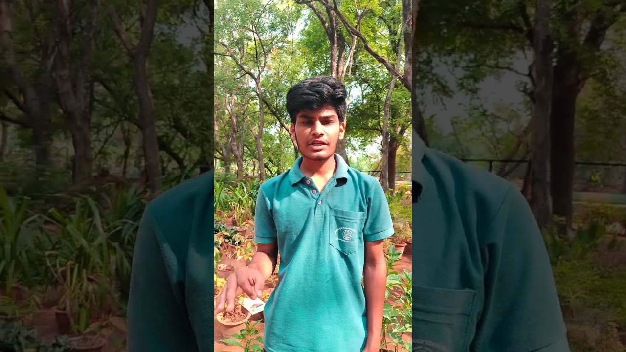 Eranthemum pulchellum