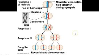 Crossing Over Mastering Biology