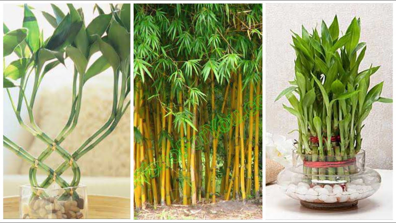 कौन सा Bamboo घर में लगाना चाहिए || Which Bamboo Is best for home || NV GARDEN