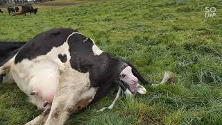Pinoy Dairy Farmer New Zealand Calving Cow