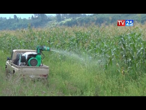 აზიური ფაროსანას წინააღდეგ შეწამვლა სავარაუდოდ აპრილის მეორე ნახევრიდან დაიწყება