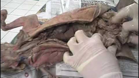 Cat Lab Practical Video Review 1