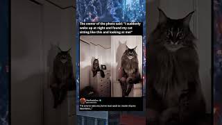 This cat has a side quest for you... 🐱 #cats #creepy #meme