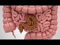 Explore The  Human Body with | Anatomy Art In Real Time | Anatomy Arts USA