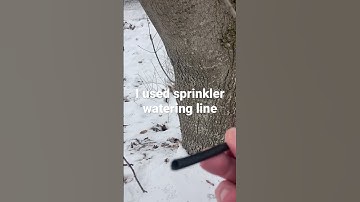 Maple tree tapping, continue steps