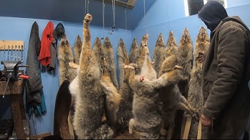 On the Trapline Ep.7 - First Check On New Coyote Bait, Bringing out the Skidoo, Fixing New Chainsaw