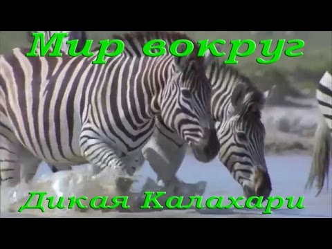 Дикая природа Калахари HDTVRip