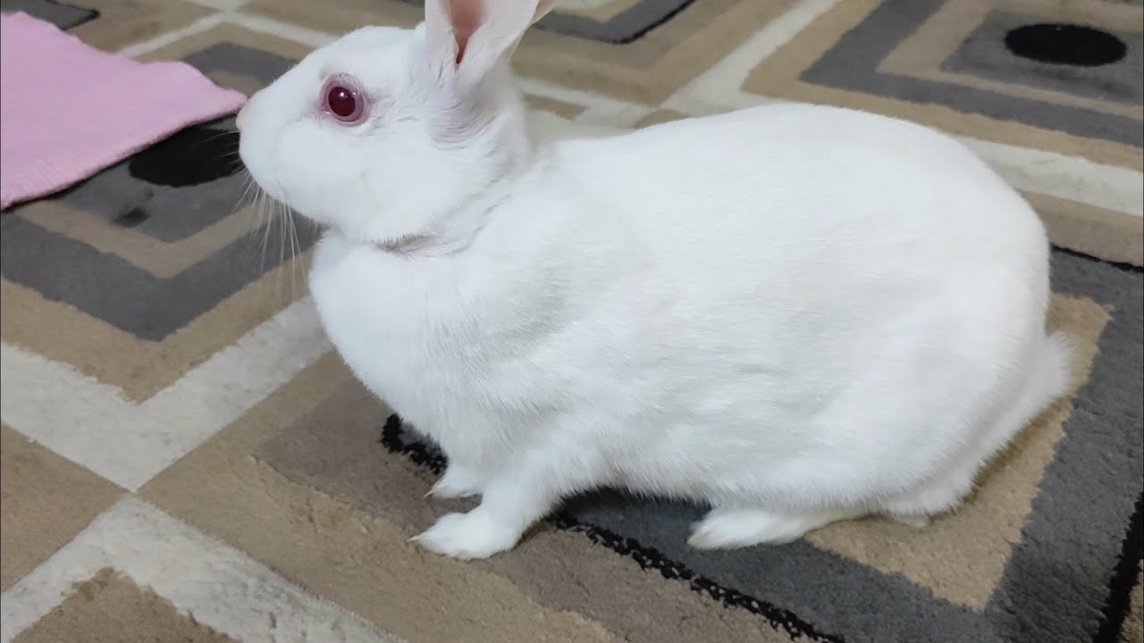 BUNNY HEARING VOICES AND THUMPING YouTube
