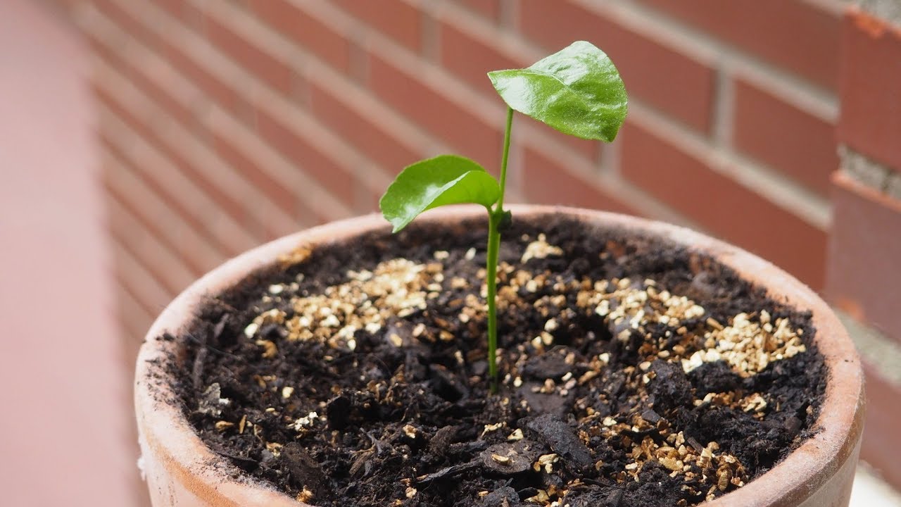 Como Germinar Y Plantar Un Mandarino Desde Semilla De Mandarina Youtube