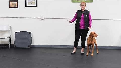 Gaiting for the Show Ring