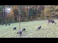 #1 Fall Food Plot Blend