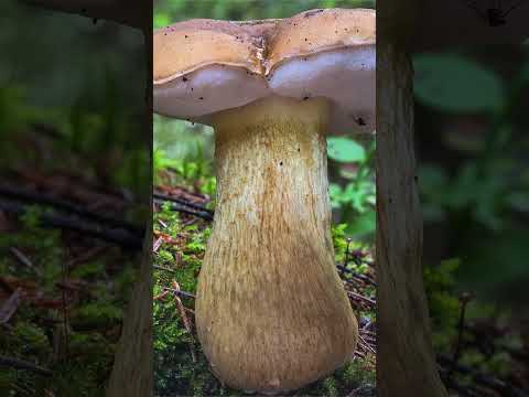 Жёлчный гриб (Tylopilus felleus) short #shorts