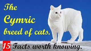 The Cymric breed of Cats. 15 Facts worth knowing by My Pet Checkup 312 views 1 year ago 8 minutes, 24 seconds