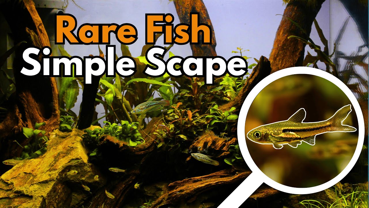 Setting Up a Low Tech Sanctuary for the Critically Endangered Somphong's Rasbora