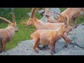 Planet Animals 4K HDR 60FPS Dolby Vision | Кінематографічна музика (динамічний колір)