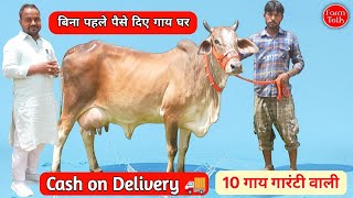 10 Cow पैसे गाय घर आने पर देना 👉 Sahiwal Rathi Cow & 2 दुर्लभ खूबसूरत स्वर्ण कपिला ✨ Free Transport