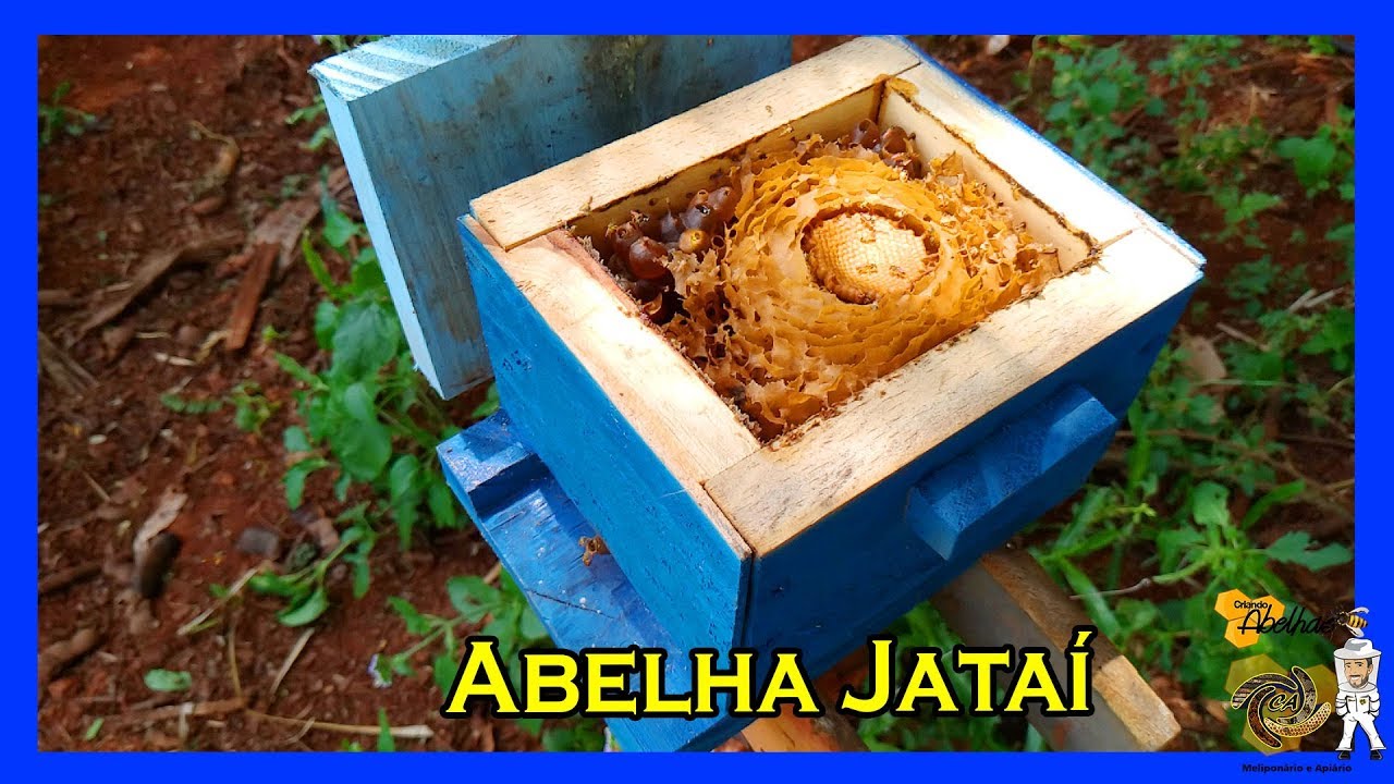 Abelha Jataí (Tetragonisca angustula). Vamos Todos Criar Abelhas!