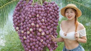 REWIND TIMELAPSE – Harvesting Tons Of Dau Da Fruit From The Farm