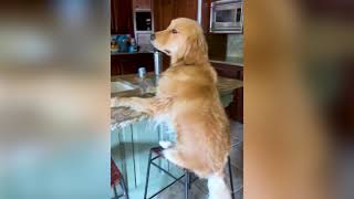 Cute and Silly Pet Videos that will Make You Laugh | Funny Awesome Pets @OriginalVines