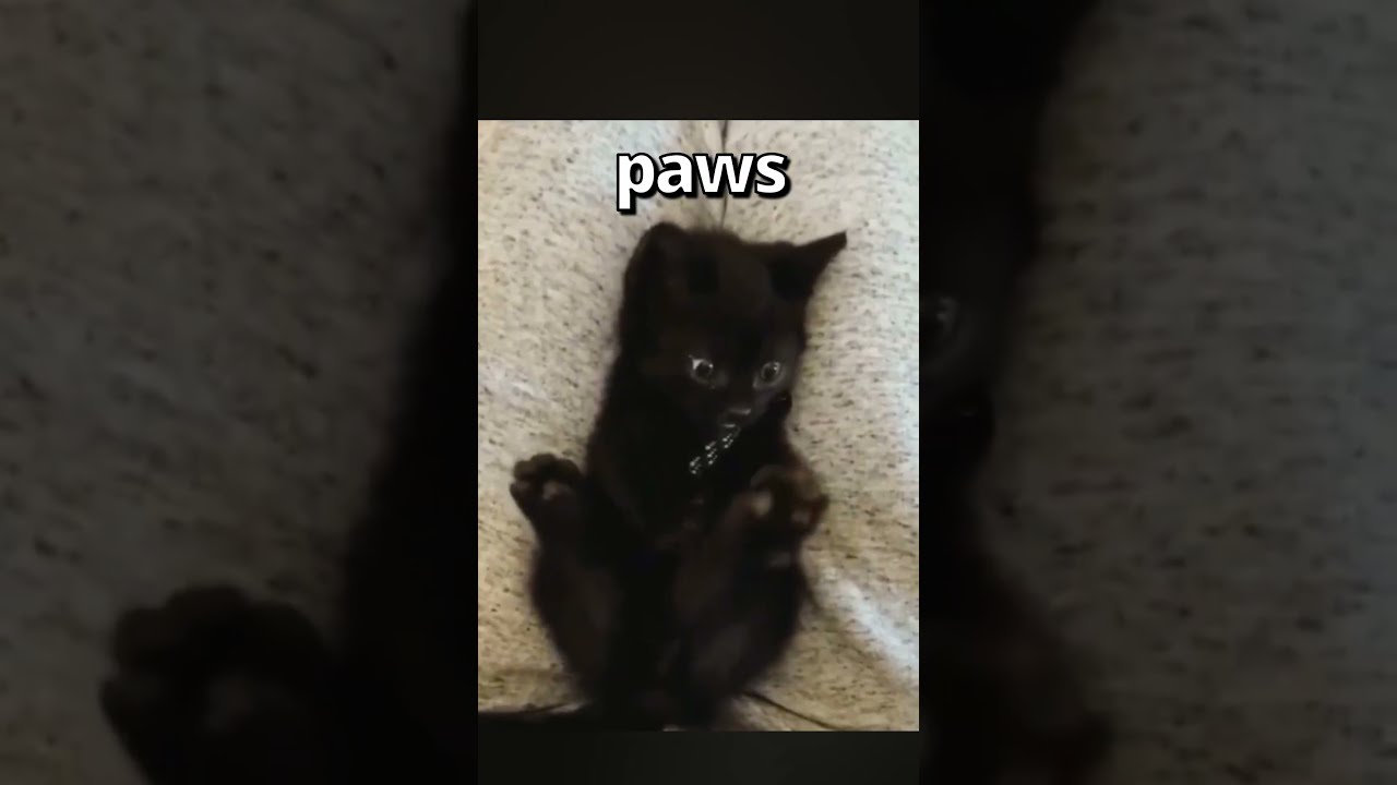 Have YOU EVER Seen A CAT Do THIS Wholesome Moments