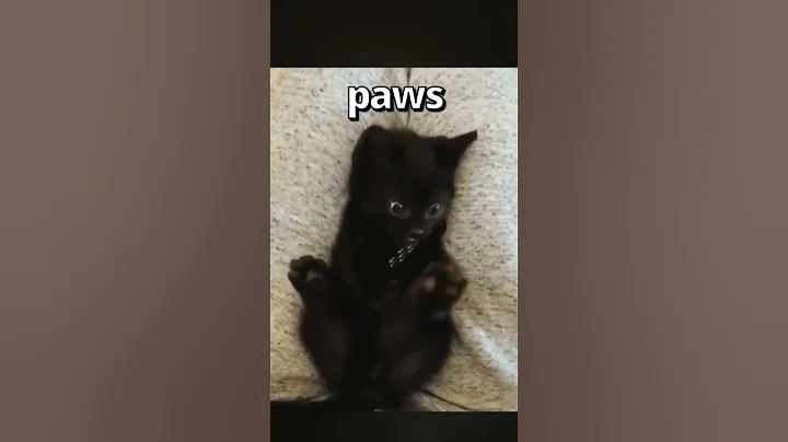 Have YOU EVER Seen a CAT do THIS 🤣 | Wholesome Moments - DayDayNews