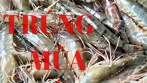 Trúng Đậm Mùa Tôm Sú/Của Người Dân Miệt Thứ Kiên Giang