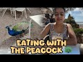 Eating with peacock in ROSSIO LISBON #konkani #dollmmaa #bushu_talkies #lisbon #goa #goan #kokani