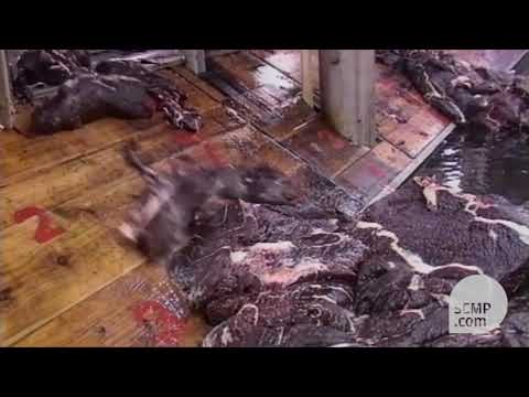 Japan's Whale Hunting Process