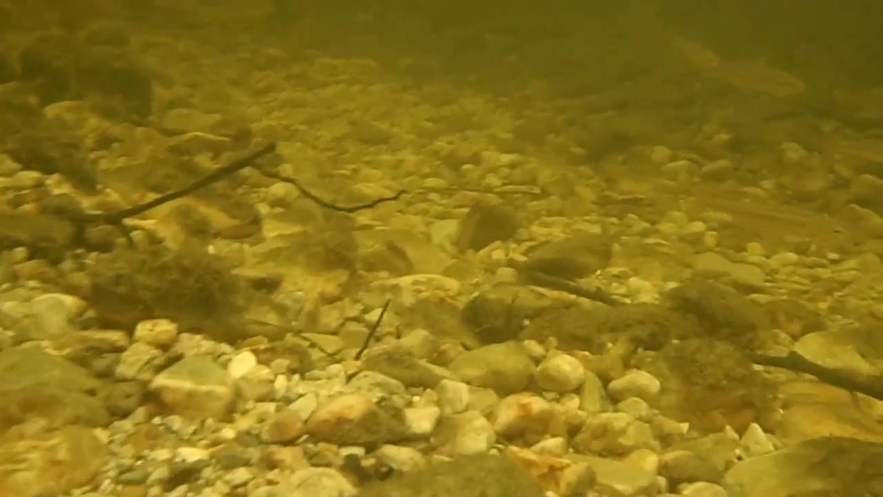 Telestes pleurobipunctatus underwater in Messonghi River, Corfu Island