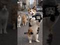 Hello guys! Start to finish, this cat vlog ends before it even begins!"#FunnyCats #CatVlog #Shorts