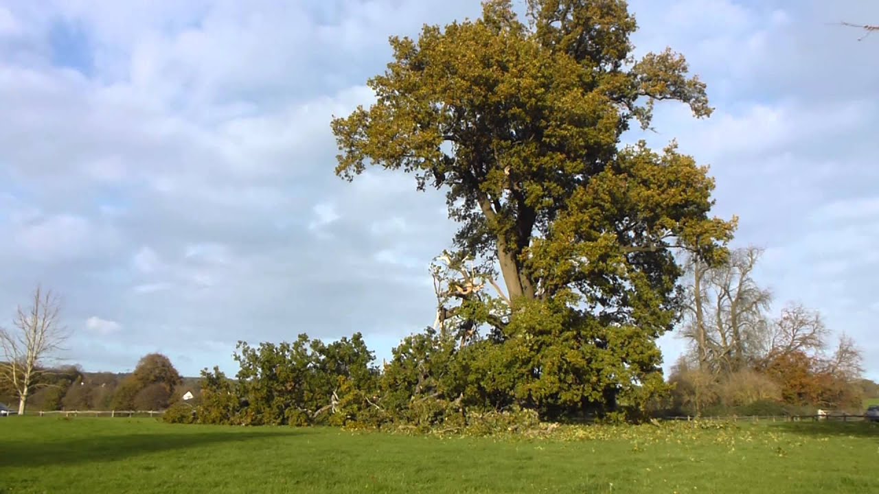 3. Cowdray Oak that nearly killed me 14.11. 2013. hrs 