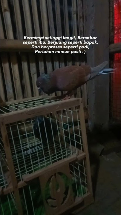 STORY WA MERPATI KOLONG..#shorts #shortvideo #merpati #merpatikolong