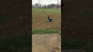 Slow mo dog attack