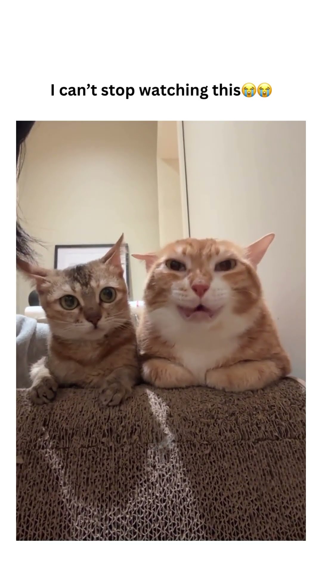 Kittyos like hey this what it is you see me