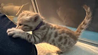 Observe the transformation of a Bengal kitten from newborn to Week 6.