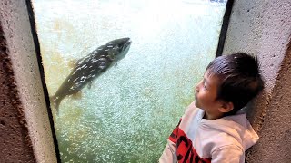 The Capliano Salmon Hatchery | Fishway