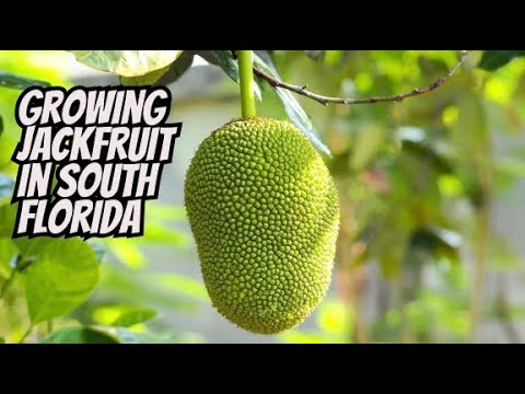 Look How Many Jackfruit Trees I Have