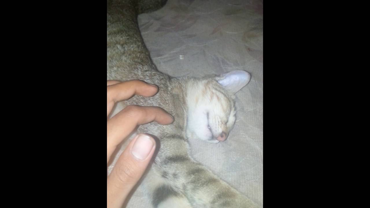Bangunin Kucing Lucu Banget Bahasa Sunda YouTube