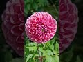 Dahlie Isabel #landleben #flowers #garden #blumen #ziergarten #blumenfarm #slowflower #dahlien