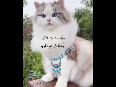 حبك مر مثل الكينا وبعدك نار تكوينا عشق غرام