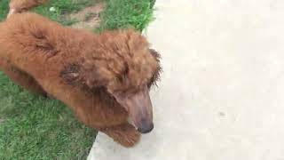 Red Standard Poodles
