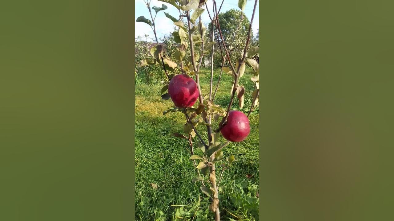 Джумбо помм яблоня фото