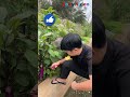 বেগুন চোর 😮😲 #funny #facts #amazing #shorts 😱joky video