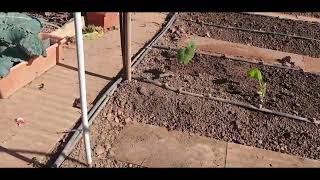 ME VEO PLANTANDO TOMATES EN NOVIEMBRE NI YO ME LO CREO VEREMOS QUE PASA