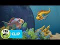 Chompy and the Reef Challenges